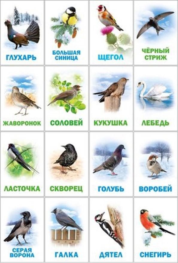 Птицы зимующие в беларуси картинках - 75 фото