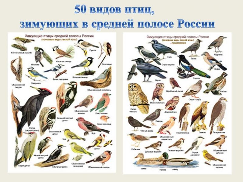 Птицы геленджика фото с названиями