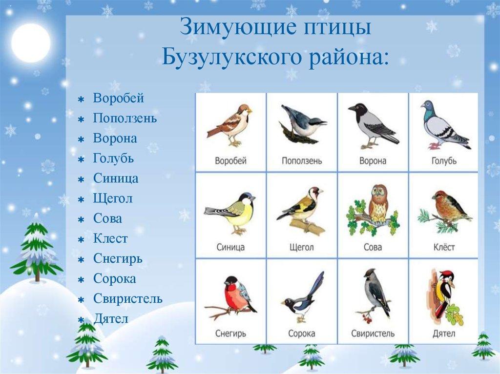 Картинки птиц с названиями. Зимующие птицы. Зимние птицы названия. Зимующие птицы названия. Зимующие птицы для детей дошкольного возраста.